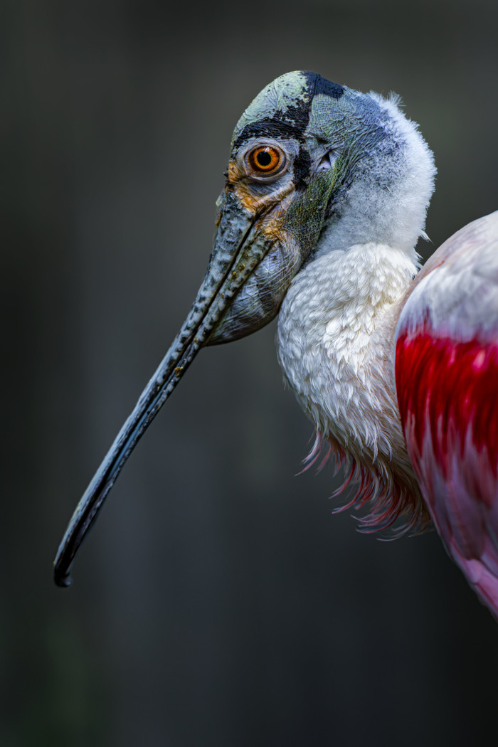 Collection 122 photo by Luc Wyss